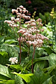 RODGERSIA BADENWEILER