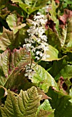 RODGERSIA PODOPHYLLA