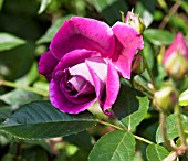 ROSA BURGUNDY ICE