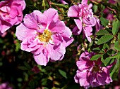 ROSA CALIFORNICA PLENA