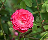 ROSA DANSE DES SYLPHES