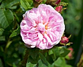 ROSA GENERAL KLEBER