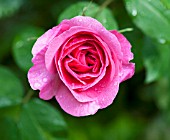 ROSA GERTRUDE JEKYLL