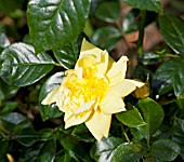 ROSA GOLD FLOWER CARPET