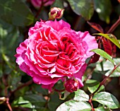 ROSA IVORS ROSE