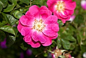 ROSA MEG MERRILIES