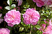 ROSA PINK BELLS