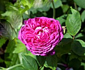 ROSA REINE DES VIOLETTES