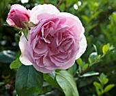 ROSA SIR JOHN MILLS