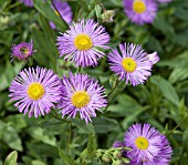 ERIGERON FESTIVITY