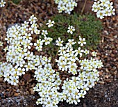 SAXIFRAGA ESTHER (X BURNATII)