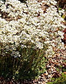 SAXIFRAGA PANICULATA CORREVONIANA