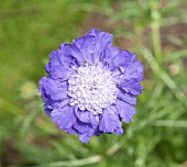 SCABIOSA CAUCASICA COVENT GARDEN