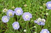 SCABIOSA CAUCASICA DENISE