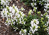 STACHYS OFFICINALIS ALBA