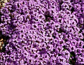 THYMUS DOERFLERI BRESSINGHAM SEEDLING