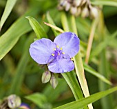 TRADESCANTIA X ANDERSONIANA LEONORA