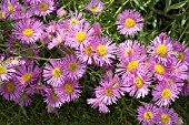 ERIGERON GAIETY