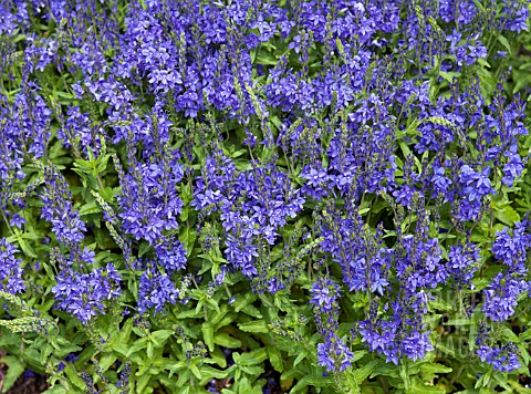 VERONICA_AUSTRIACA_SSP_TEUCRIUM_KAPITAN