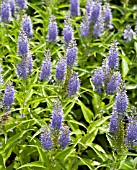 VERONICA KIUSIANA SSP. JAPONICA