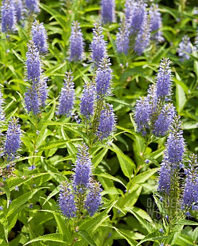 VERONICA_KIUSIANA_SSP_JAPONICA