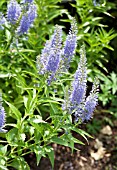 VERONICA KIUSIANA SSP. JAPONICA