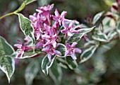 WEIGELA PRAECOX VARIEGATA