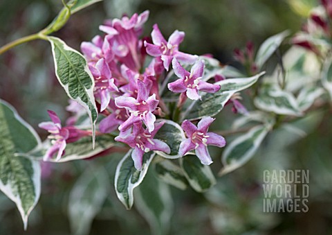 WEIGELA_PRAECOX_VARIEGATA