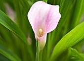 ZANTEDESCHIA LITTLE SUZIE