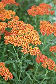 ACHILLEA MILLEFOLIUM FEUERLAND