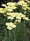 ACHILLEA MILLEFOLIUM MARTINA