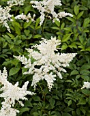 ASTILBE BRAUTSCHLEIER