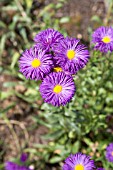 ERIGERON ROSENBALLETT