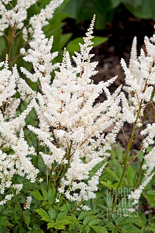 ASTILBE_IRRLICHT