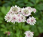 ASTRANTIA MAJOR VAR ROSEA