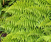 ATHYRIUM FILIX-FEMINA MINUTISSIUMUM