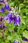 CAMPANULA KENT BELLE