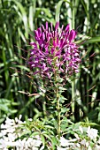 CLEOME PINK LADY