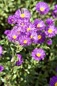 ERIGERON ROSENBALLETT