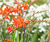 CROCOSMIA ORANGE DEVIL