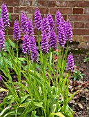 DACTYLORHIZA FUSCHII BRESSINGHAM BONUS