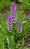 DACTYLORHIZA MACULATA