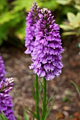 DACTYLORHIZA MACULATA