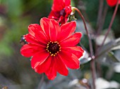 DAHLIA TALLY HO