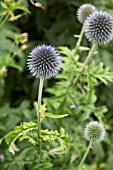 ECHINOPS BLUE CLOUD