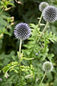 ECHINOPS BLUE CLOUD