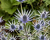 ERYNGIUM X ZABELII JOS EIKING