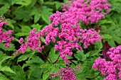 FILIPENDULA PALMATA ROSEA