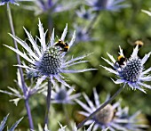 ERYNGIUM X ZABELI JOS EIKING