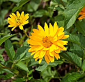 HELIOPSIS HELIANTHOIDES JUPITER